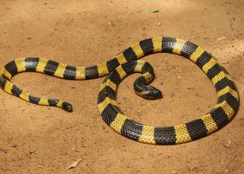 Mơ thấy rắn có ý nghĩa gì? Điềm báo như thế nào?