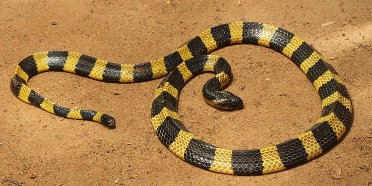 Mơ thấy rắn có ý nghĩa gì? Điềm báo như thế nào?