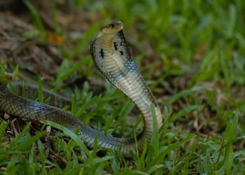 mơ thấy con rắn