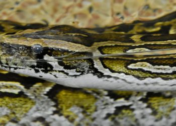 Mơ thấy rắn vàng có ý nghĩa gì? Điềm báo như nào?