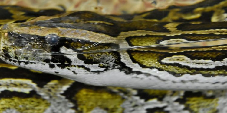 Mơ thấy rắn vàng có ý nghĩa gì? Điềm báo như nào?