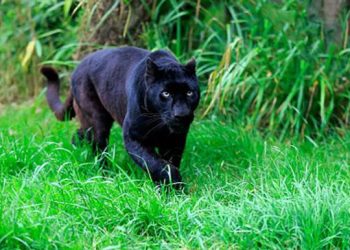 Mơ thấy báo đen có ý nghĩa gì? Điềm báo như nào?