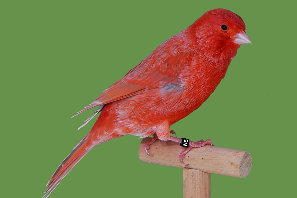 Mơ thấy chim hoàng yến