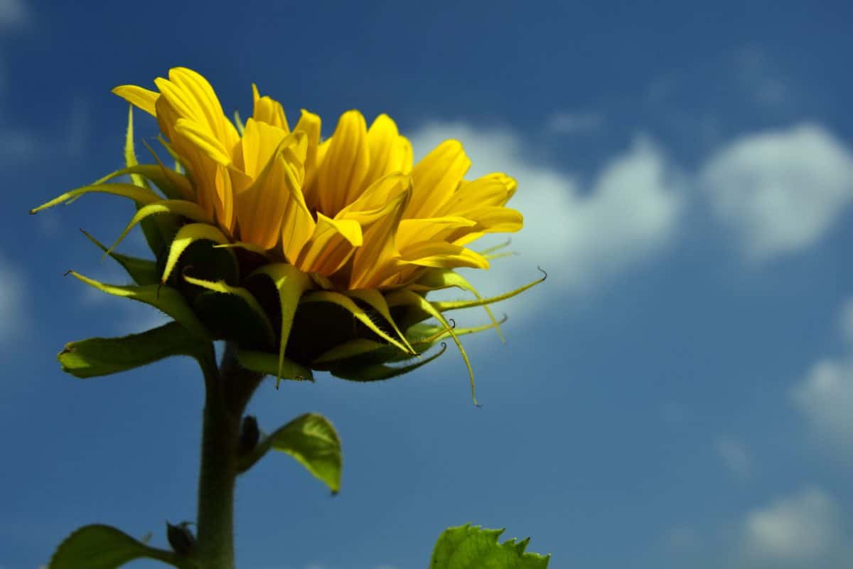 Mơ thấy màu xanh