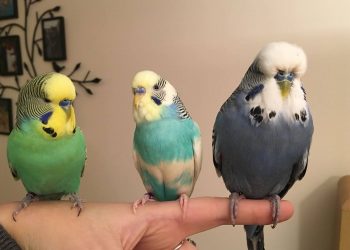 Mơ thấy chim hoàng yến