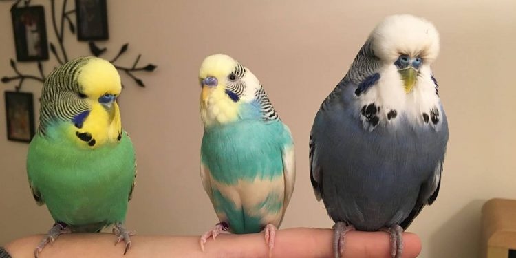 Mơ thấy chim hoàng yến