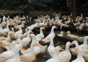 mơ về con ngỗng