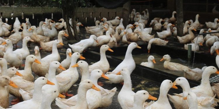 mơ về con ngỗng