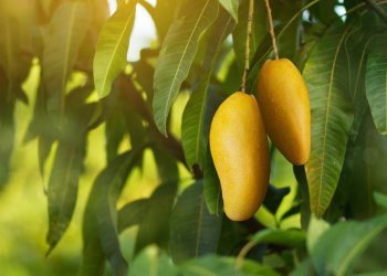 mơ về quả xoài