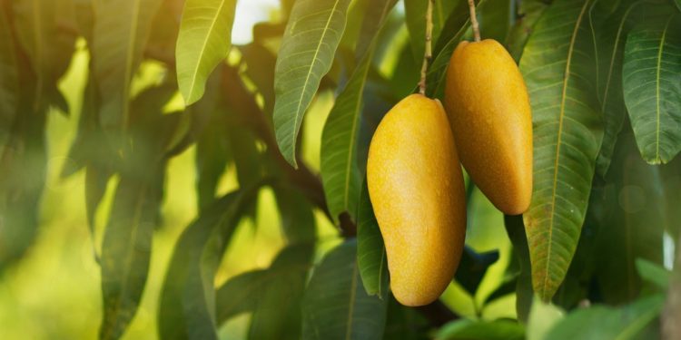 mơ về quả xoài