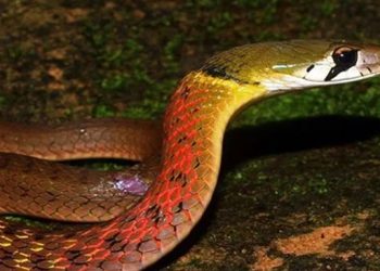 Mơ thấy rắn đỏ có ý nghĩa gì? Điềm báo như nào?
