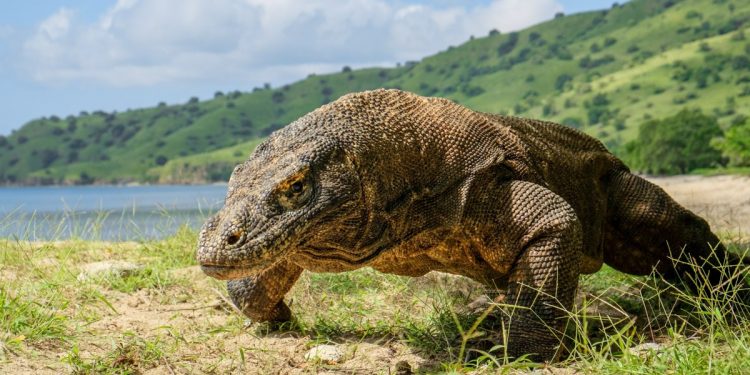 mơ về rồng đất