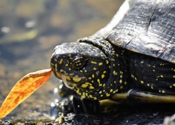 Mơ thấy rùa có ý nghĩa gì? Điềm báo như nào?