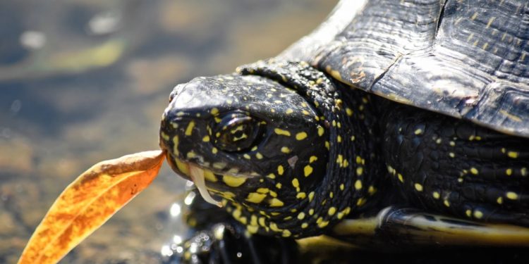 Mơ thấy rùa có ý nghĩa gì? Điềm báo như nào?