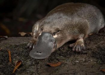 mơ về thú mỏ vịt