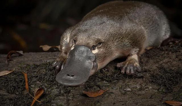 mơ về thú mỏ vịt