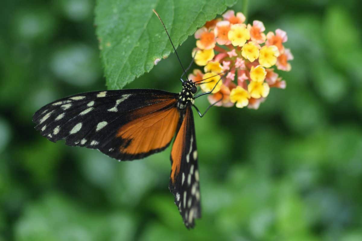 Mơ thấy côn trùng