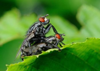 Mơ thấy côn trùng