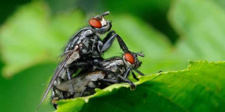 Mơ thấy côn trùng